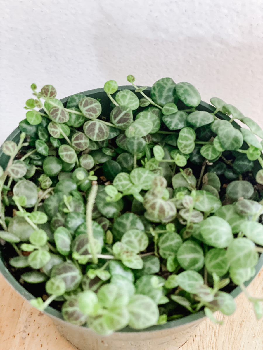 String of Turtles – Emerald Houseplants