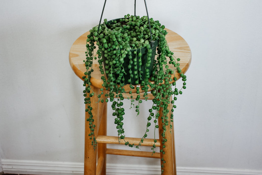 Trailing String of Pearls