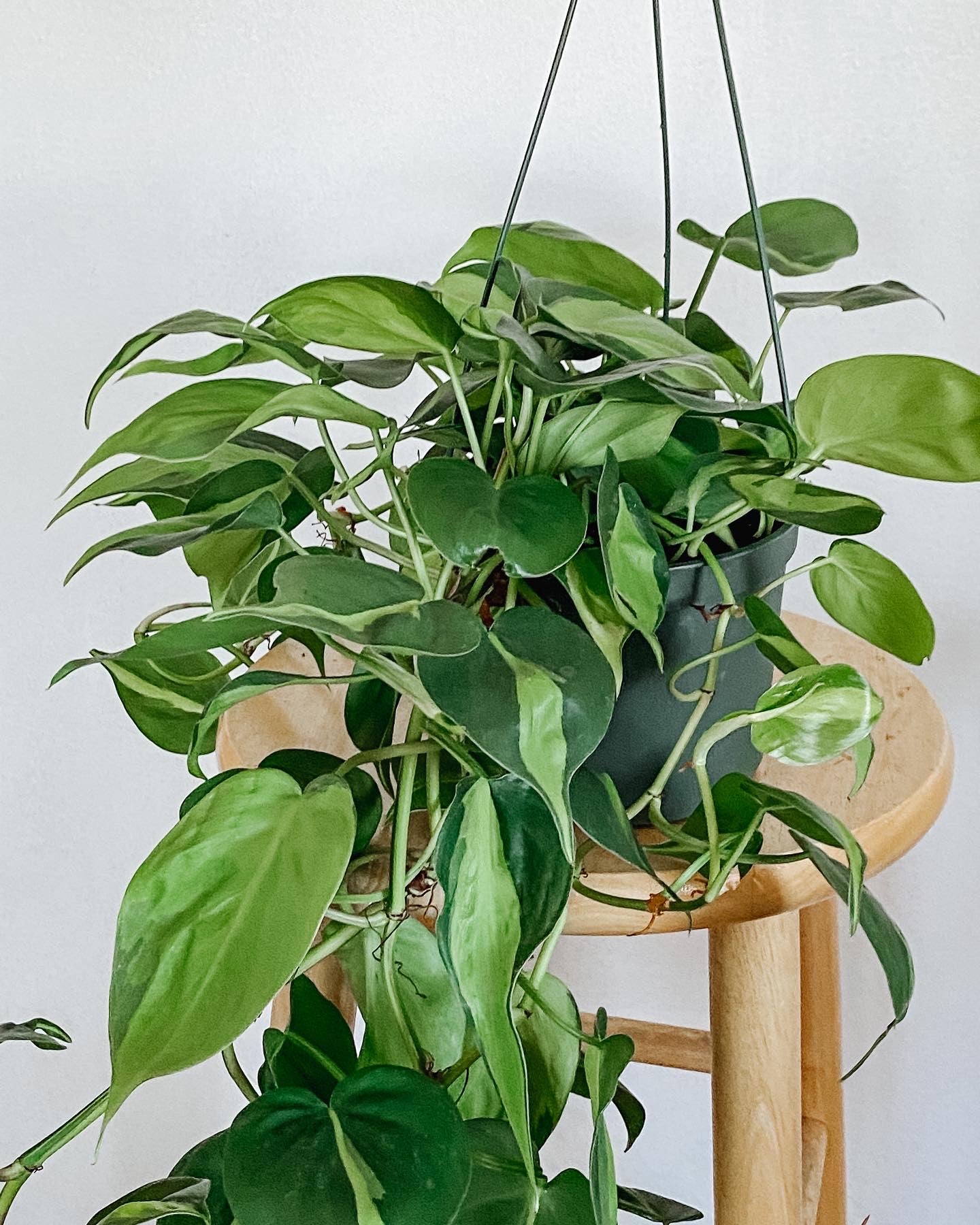 Philodendron Cordatum Brasil