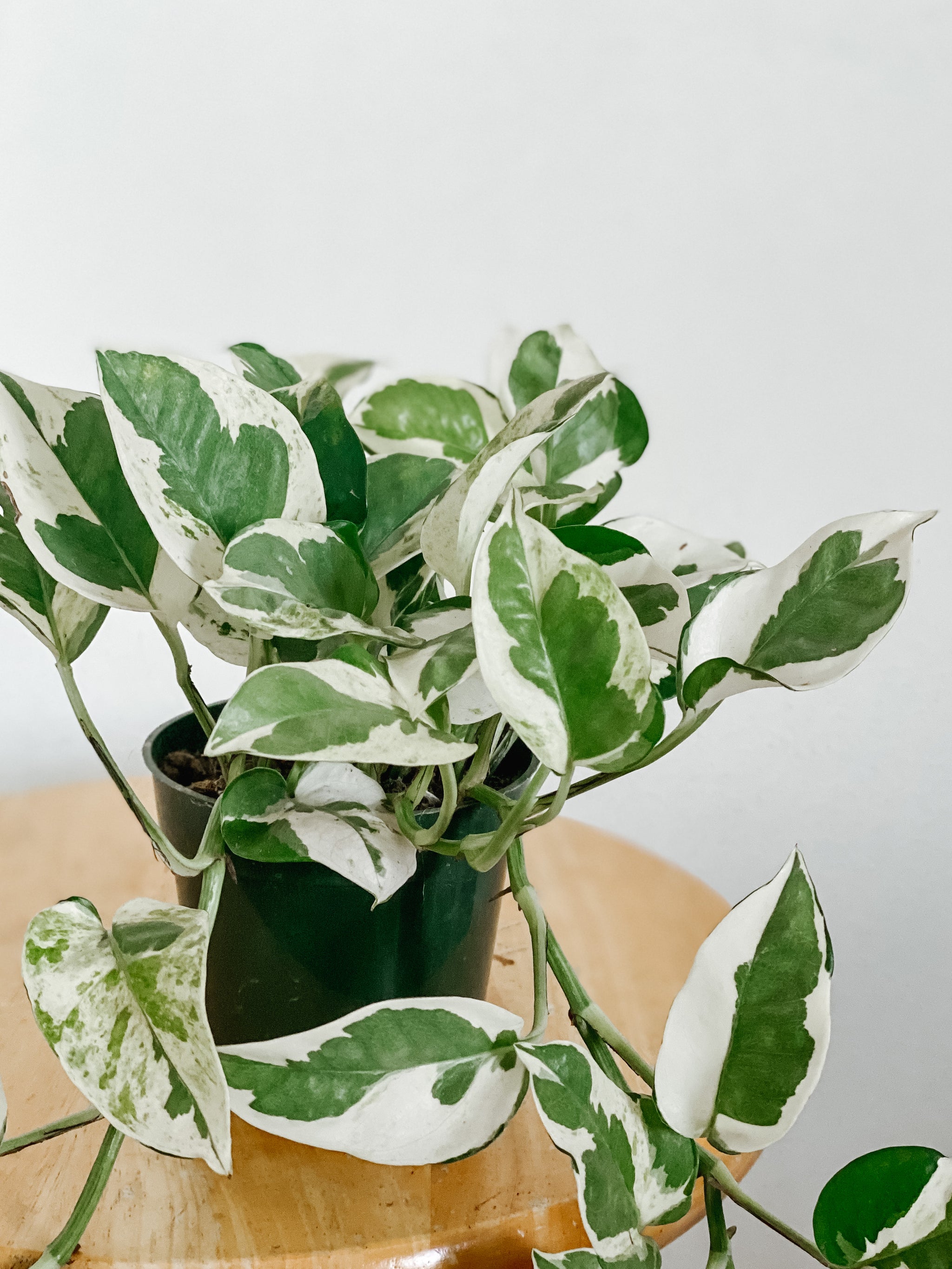 pothos n joy variegated Pothos N Joy 'Epipremnum Aureum' – Emerald Houseplants