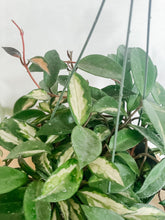 Load image into Gallery viewer, 6” Hoya Carnosa Krimson Princess
