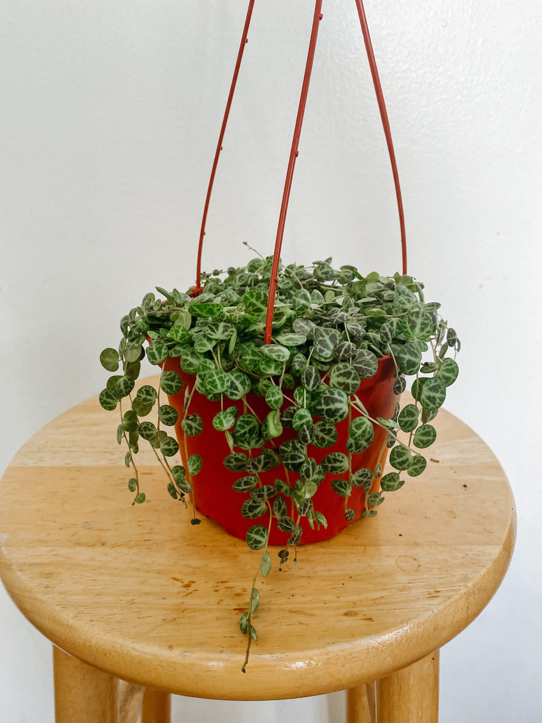 String of Turtles Peperomia Prostrata