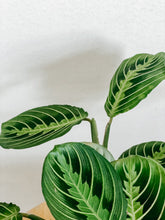 Load image into Gallery viewer, Maranta Leuconeura Lemon Lime
