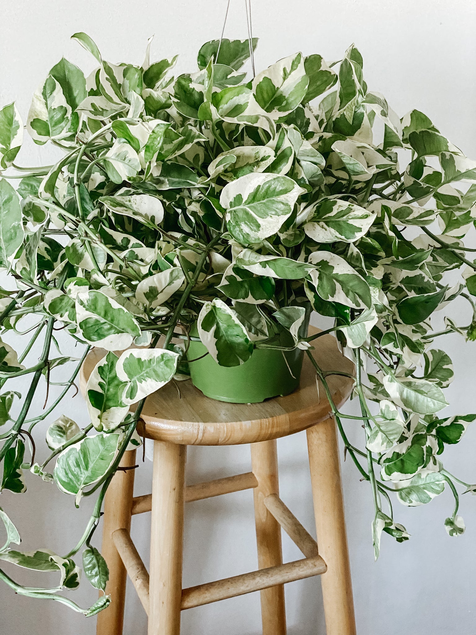 pothos n joy cats POTHOS N JOY 'EPIPREMNUM AUREUM' – Emerald Houseplants