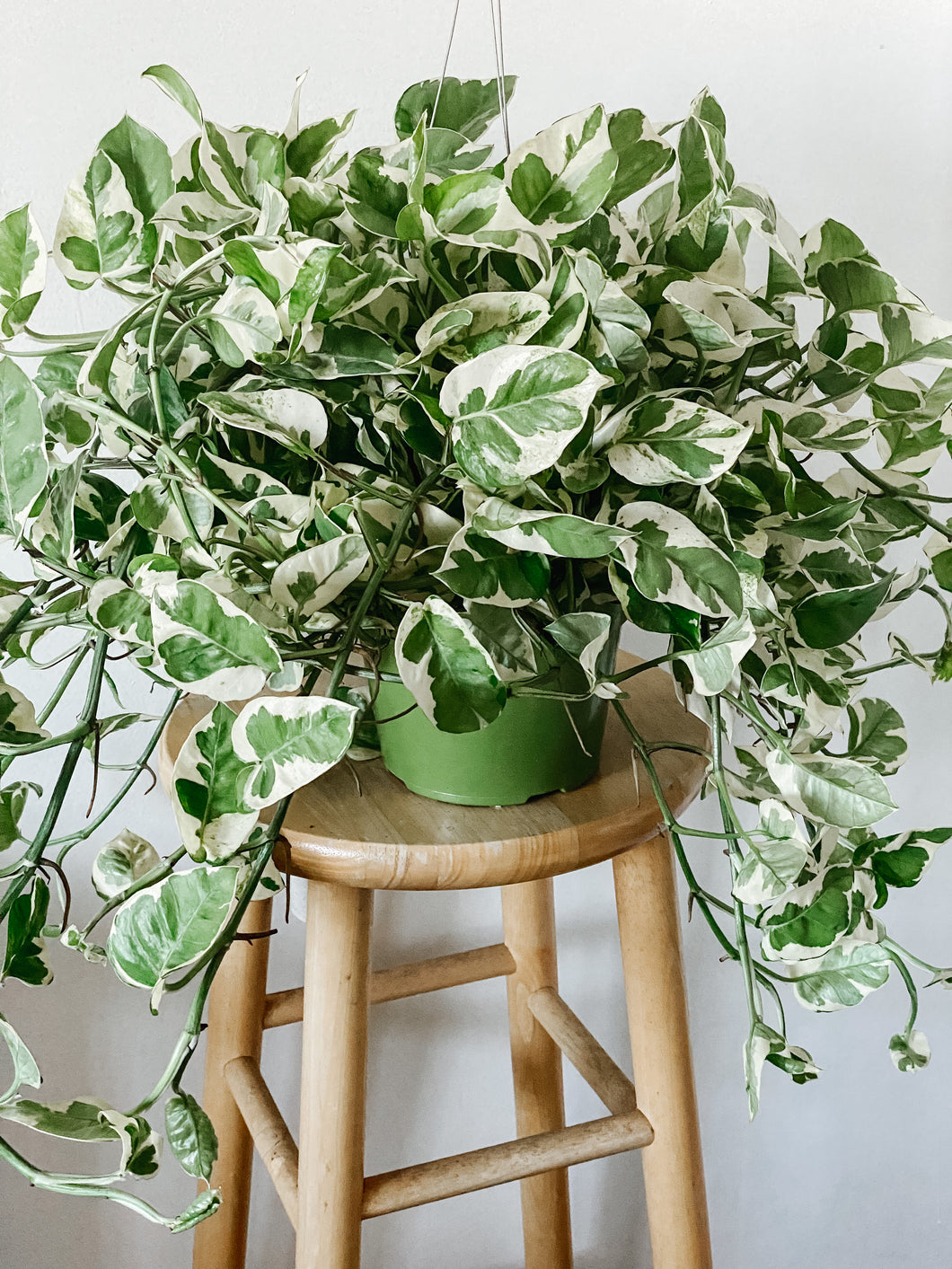 pothos n'joy hanging POTHOS N JOY 'EPIPREMNUM AUREUM' – Emerald Houseplants