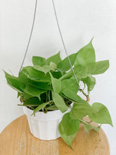 Load image into Gallery viewer, Philodendron Cordatum Lemon Lime
