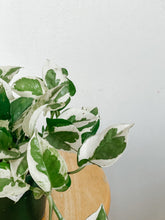 Load image into Gallery viewer, Pothos N Joy  ‘Epipremnum Aureum’
