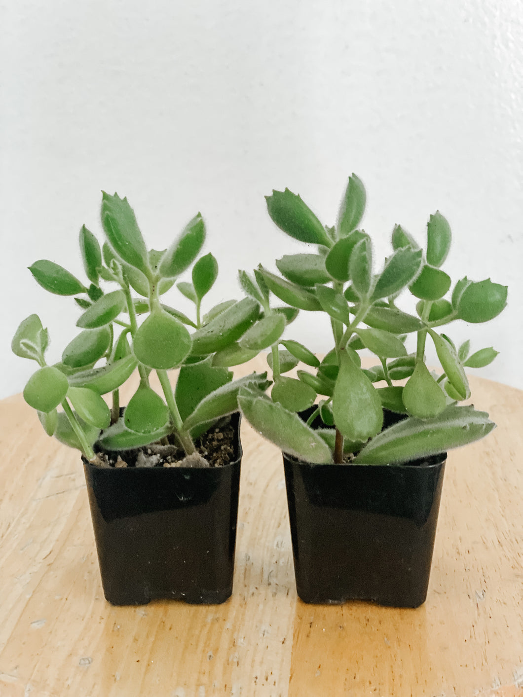 Cotyledon Tomentosa Bear Claw Succulent