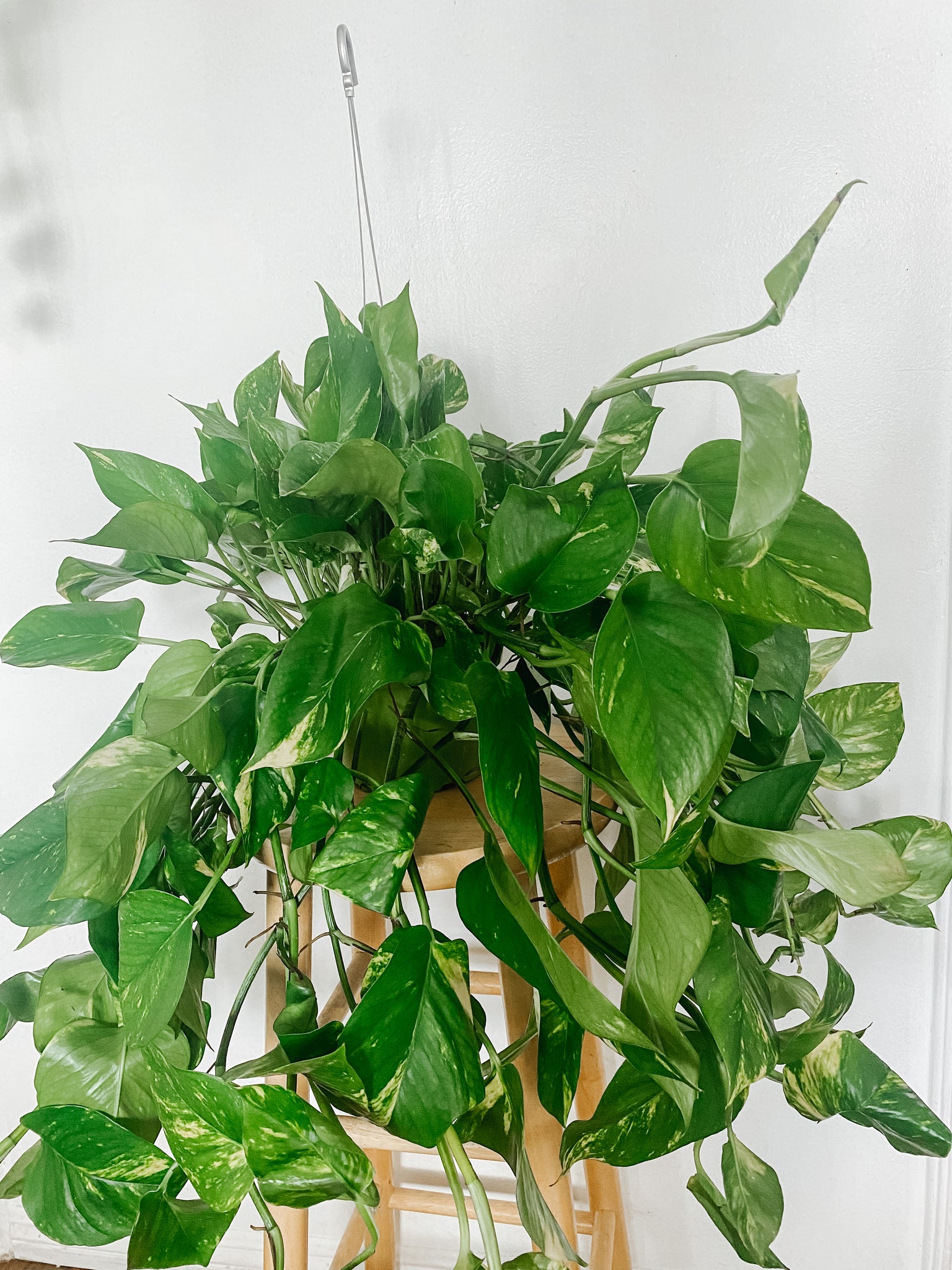 long trailing pothos 6” Large Trailing Golden Pothos Epipremnum Aureum