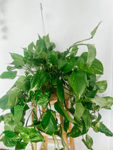 Cargar imagen en el visor de la galería, 6” Large Trailing Golden Pothos Epipremnum Aureum
