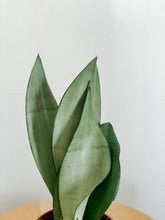 Load image into Gallery viewer, Silver Sanseveria ‘Moonshine’ Snake Plant
