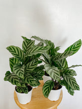 Cargar imagen en el visor de la galería, Calathea Concinna Freddie
