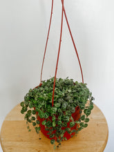 Load image into Gallery viewer, String of Turtles Peperomia Prostrata
