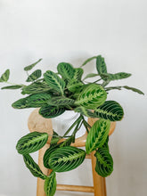 Load image into Gallery viewer, Maranta Leuconeura Lemon Lime
