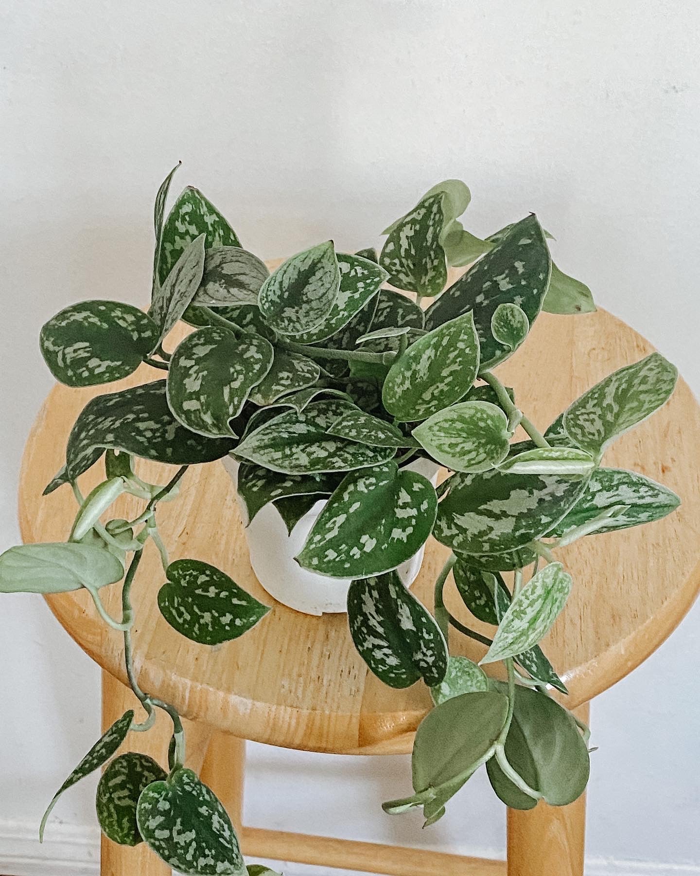 scindapsus pictus argyraeus satin pothos Satin Pothos Scindapsus Pictus Argyraeus