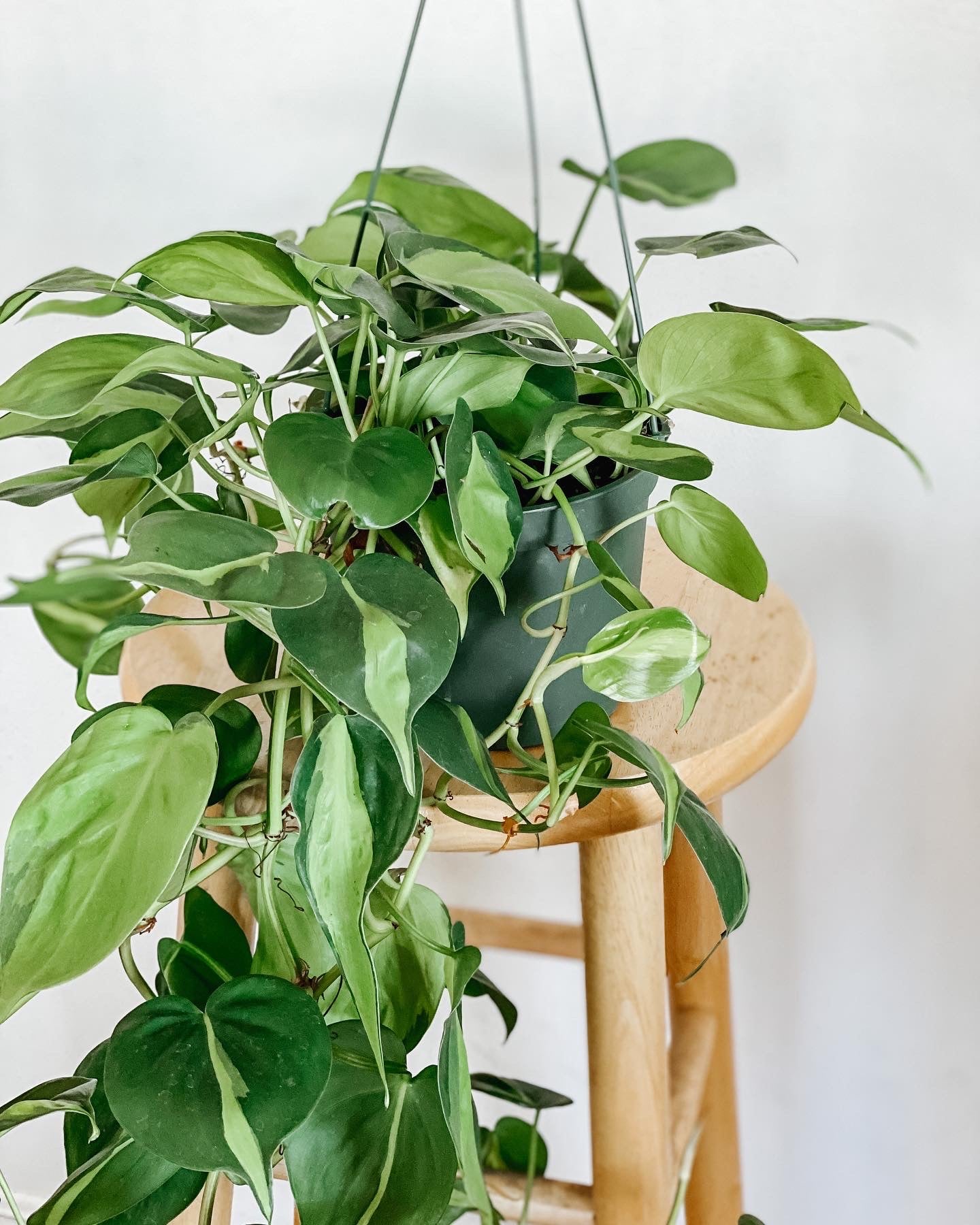 philodendron cordatum trellis Philodendron Cordatum Brasil – Emerald Houseplants