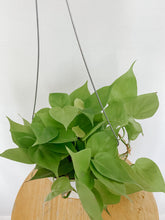 Load image into Gallery viewer, Philodendron Cordatum Lemon Lime
