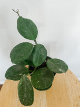 Load image into Gallery viewer, Hoya Obovata Splash
