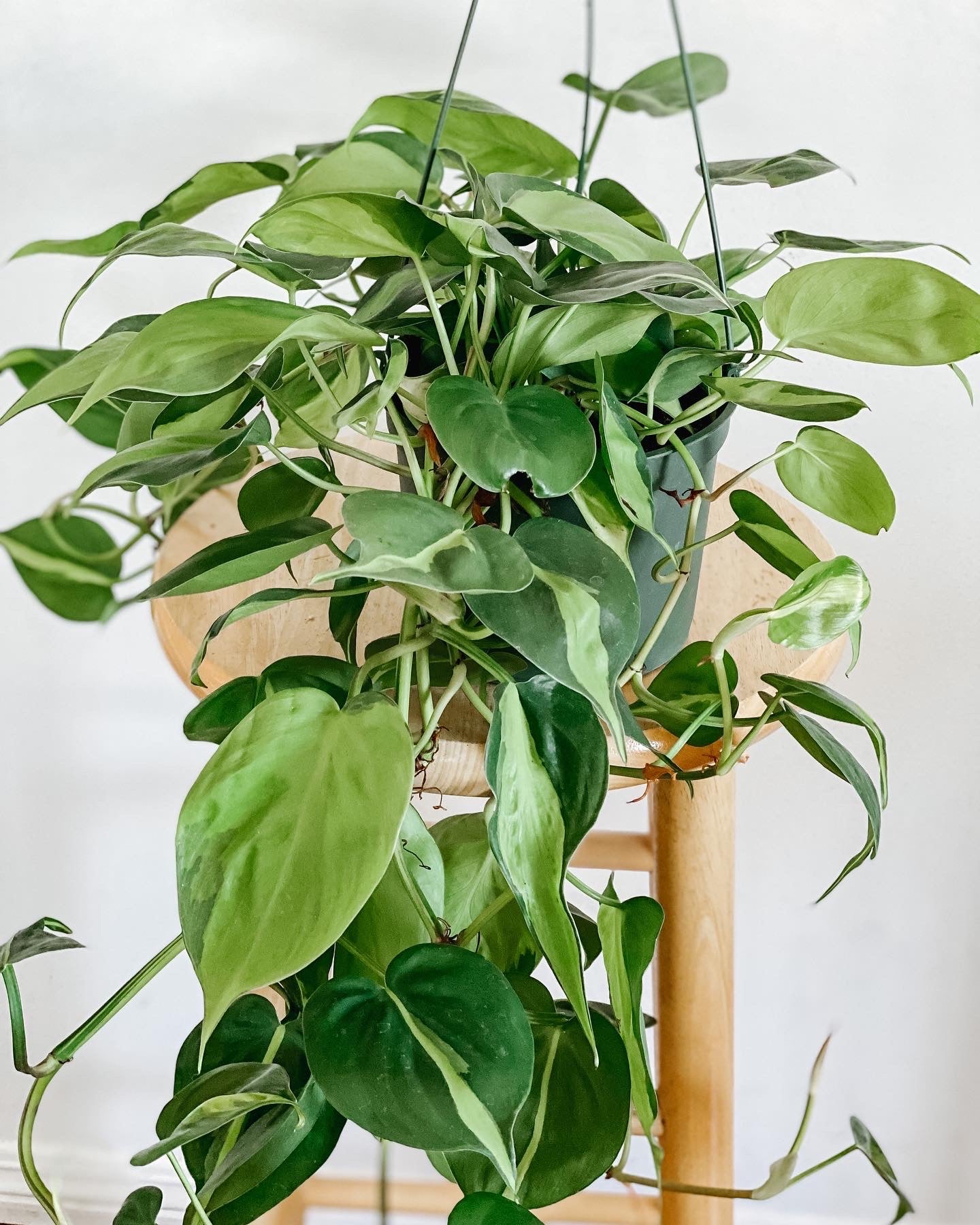 philodendron cordatum buy nz Philodendron Cordatum Brasil – Emerald Houseplants