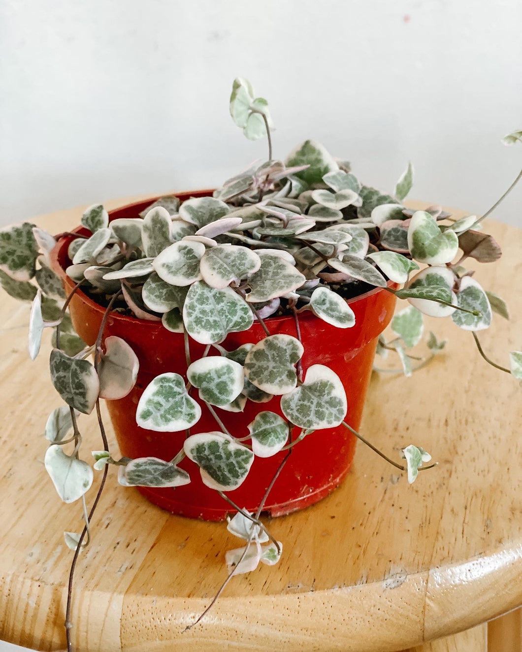 Variegated String of Hearts