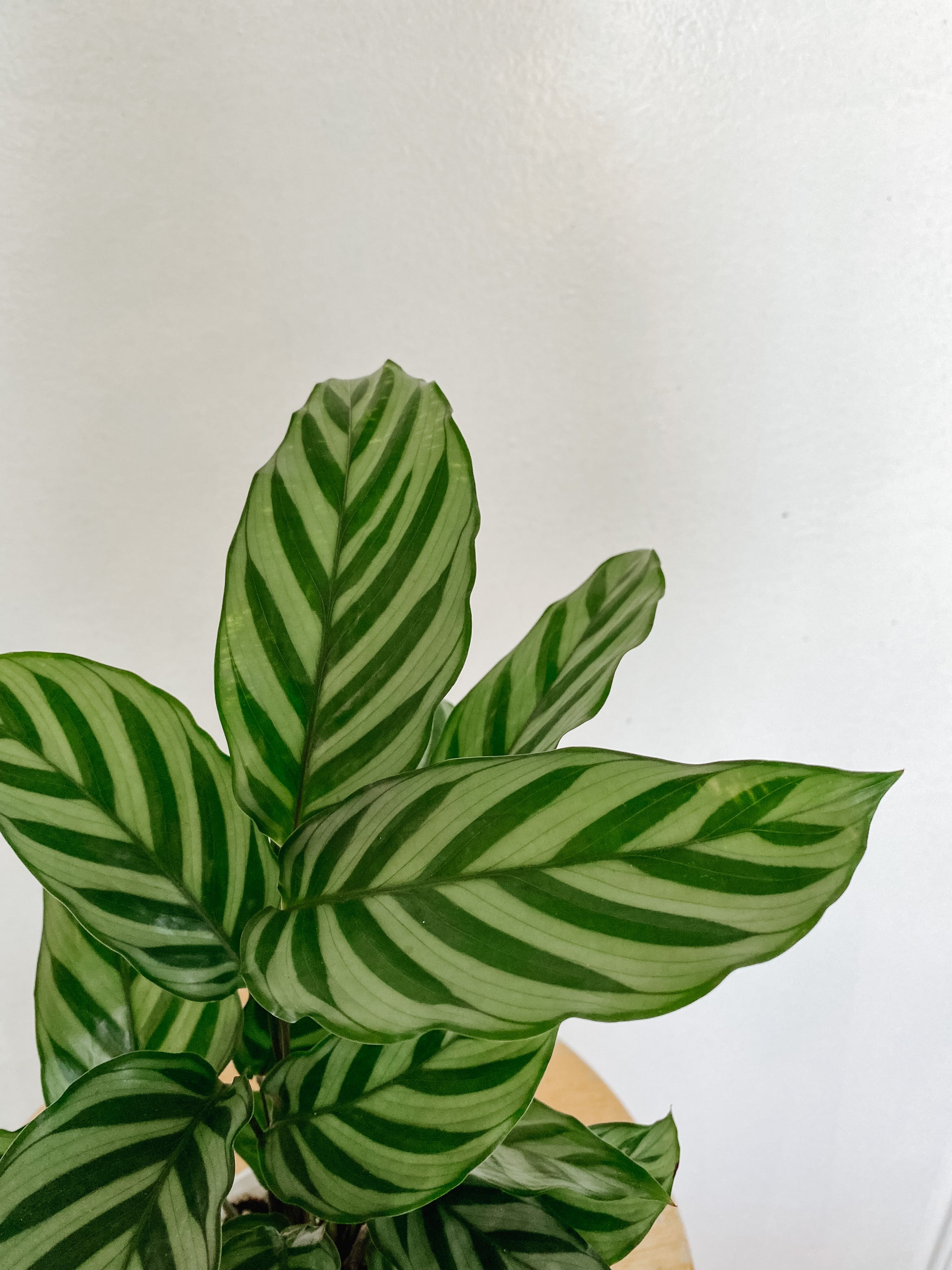 Calathea Concinna Freddie – Emerald Houseplants