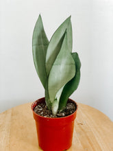 Load image into Gallery viewer, Silver Sanseveria ‘Moonshine’ Snake Plant
