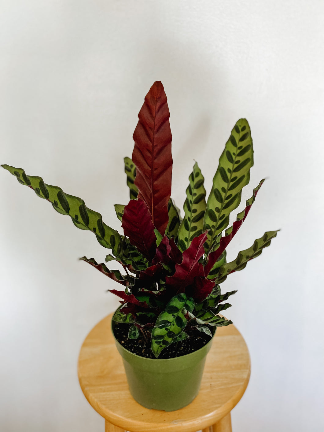 Calathea Lancifolia Rattlesnake