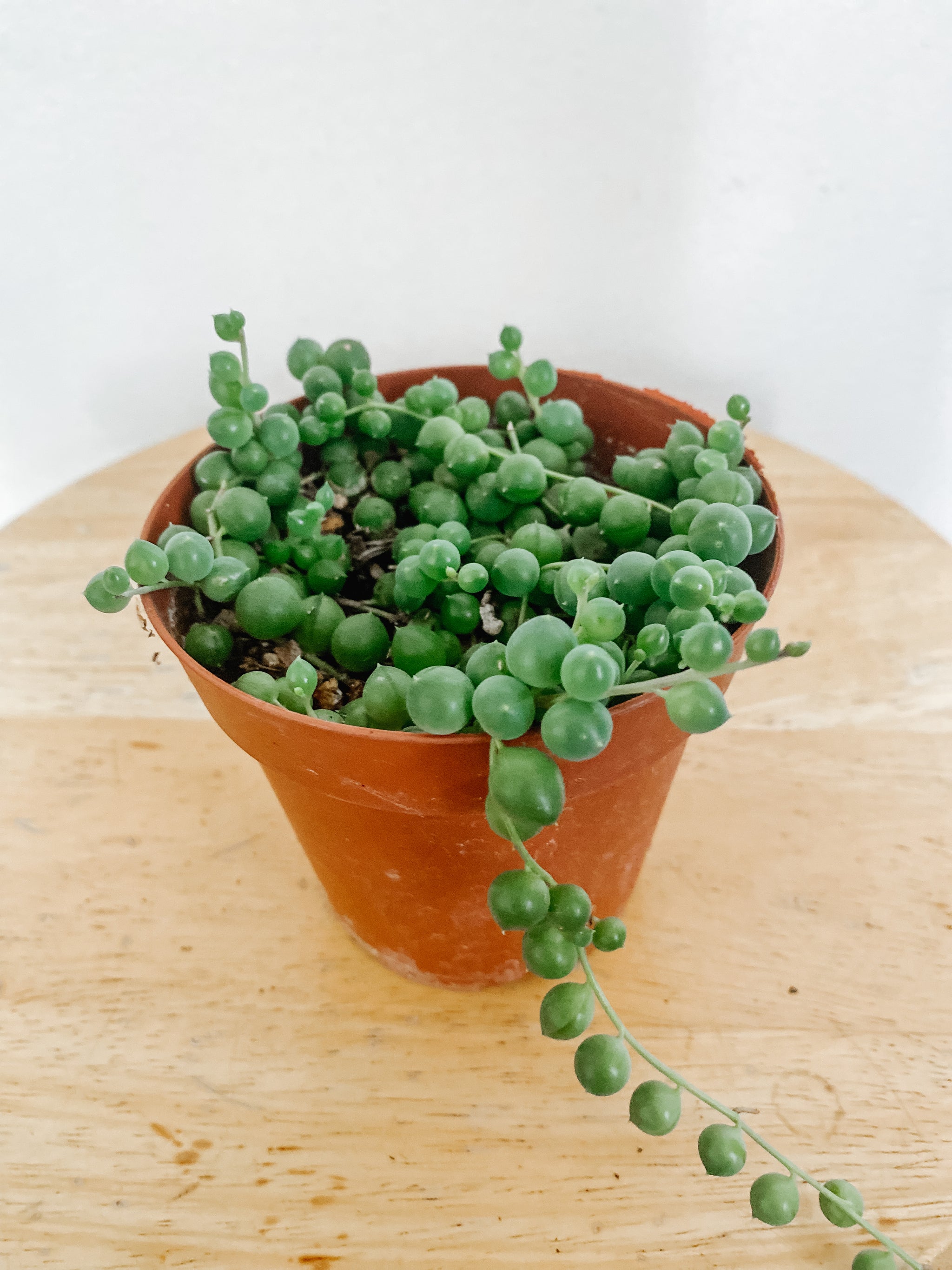 string of pearls succulent buy String of Pearls / Curio Rowleyanus – Emerald Houseplants