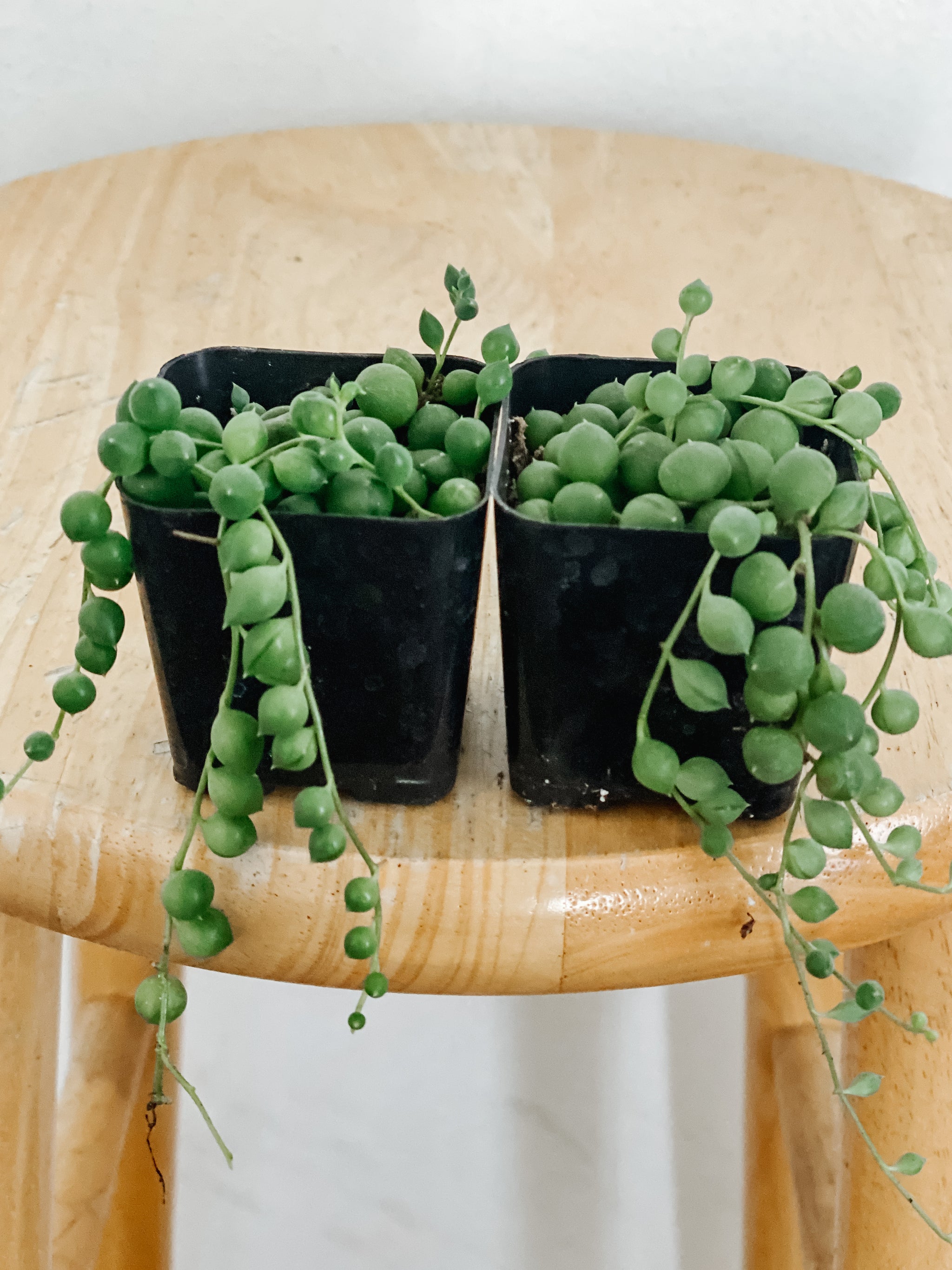succulents pearls String of Pearls – Emerald Houseplants