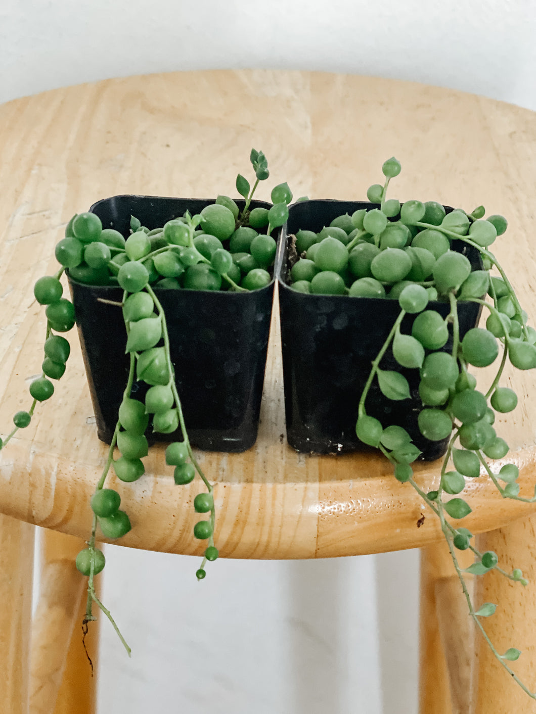 String of Pearls