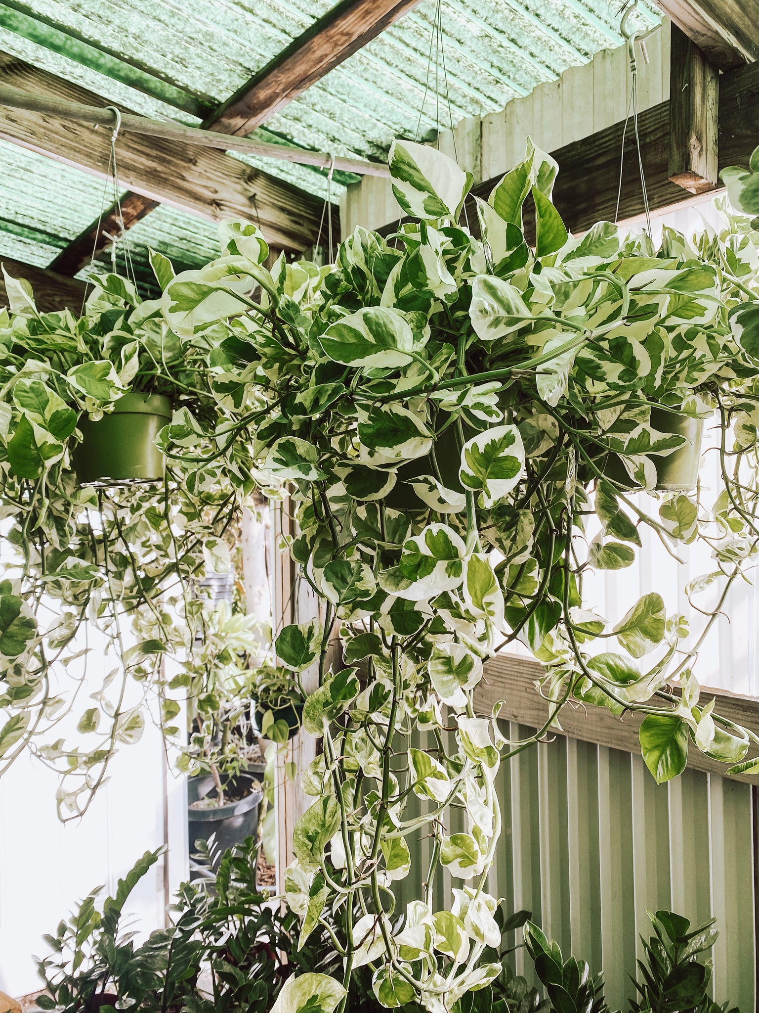 emerald vs jade pothos POTHOS N JOY 'EPIPREMNUM AUREUM' – Emerald Houseplants