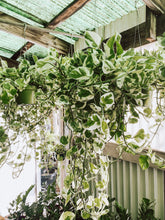 Load image into Gallery viewer, POTHOS N JOY ‘EPIPREMNUM AUREUM’
