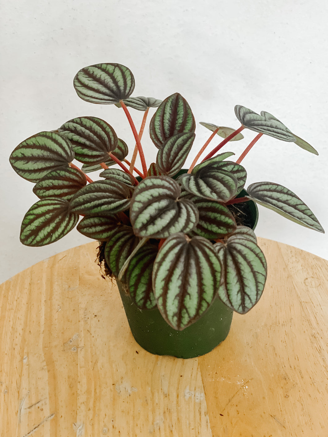 Peperomia Albovittata Piccolo Banda