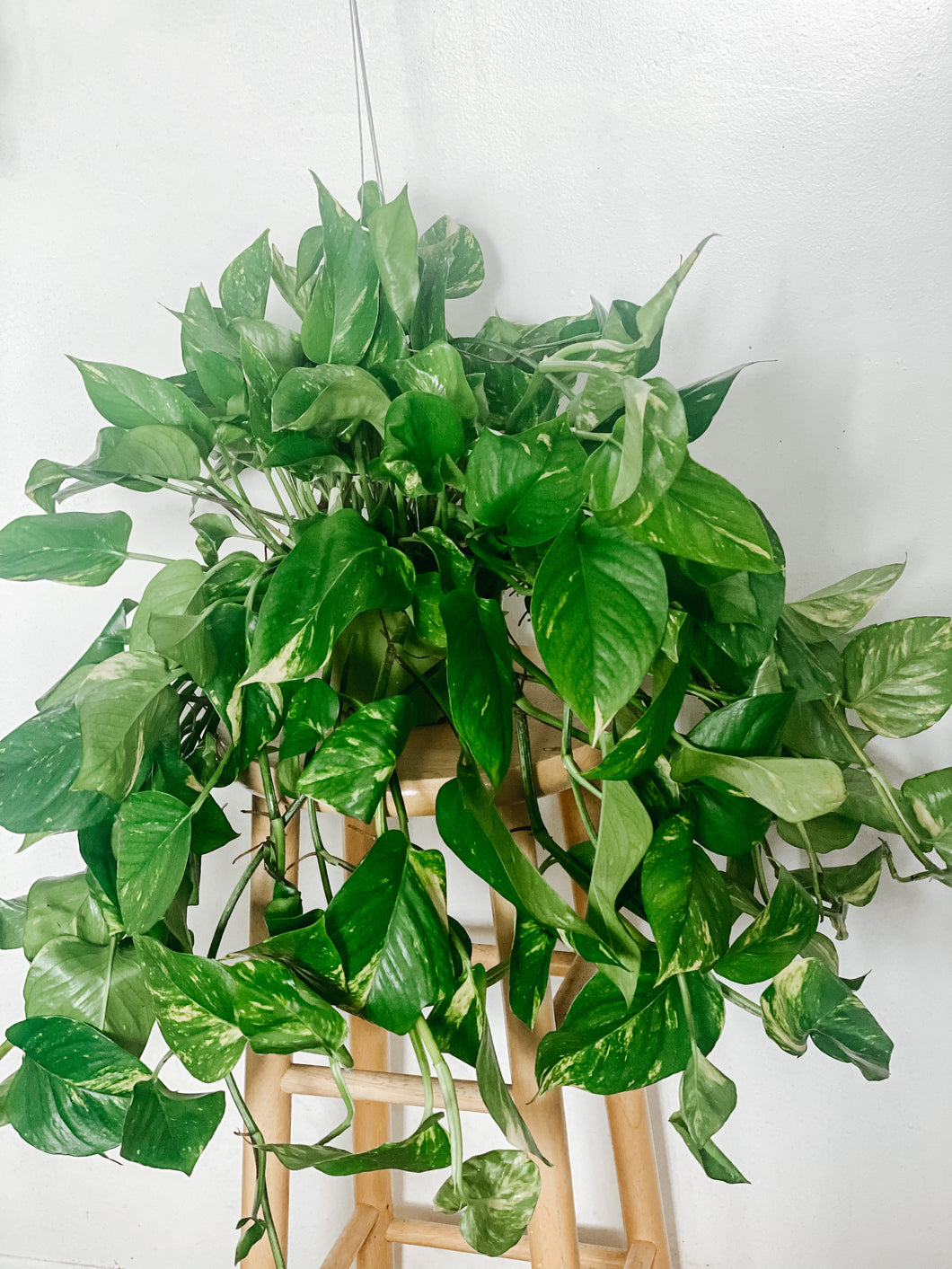 6” Large Trailing Golden Pothos Epipremnum Aureum