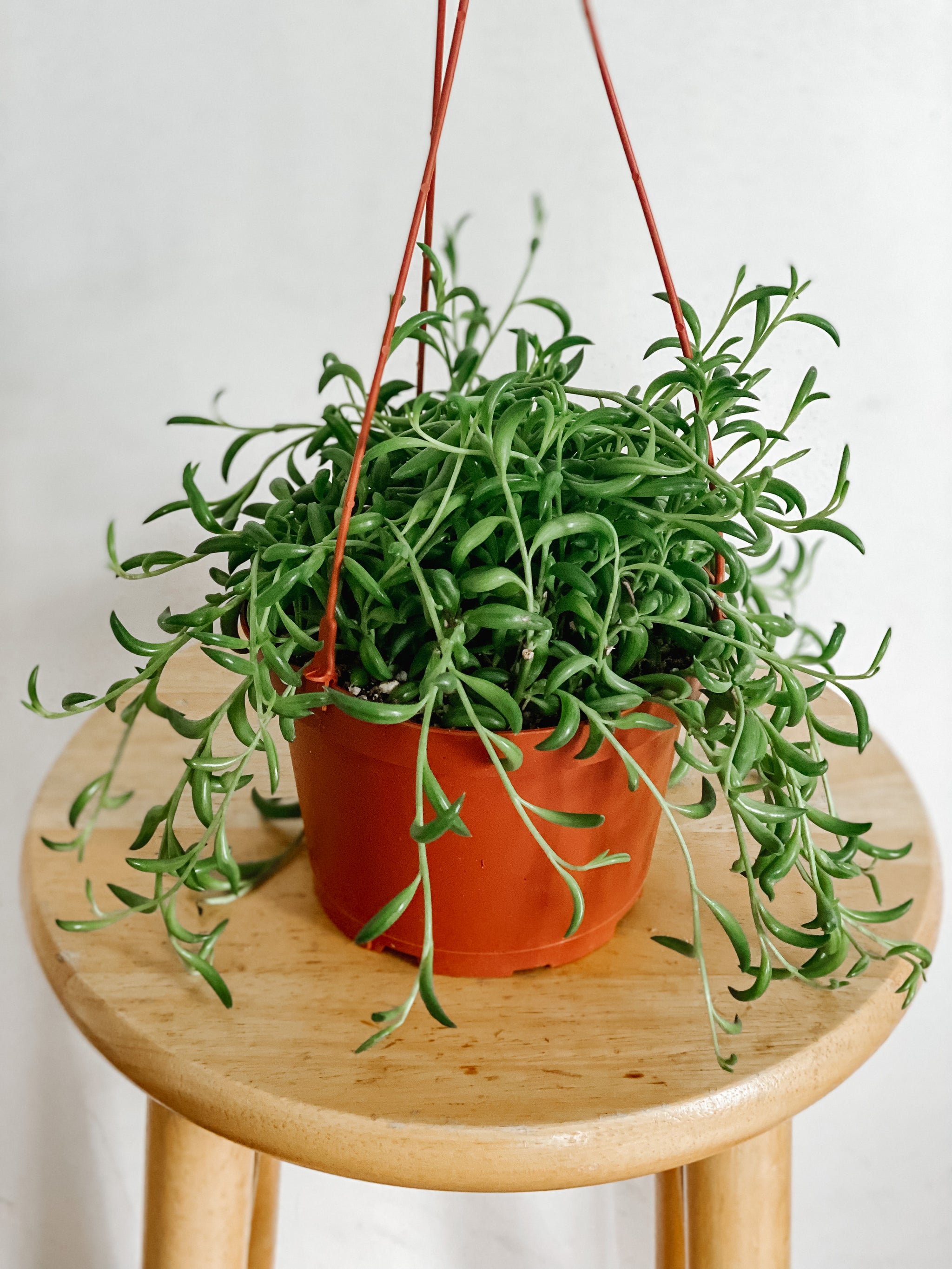 string of bananas plant indoors String of Bananas – Emerald Houseplants