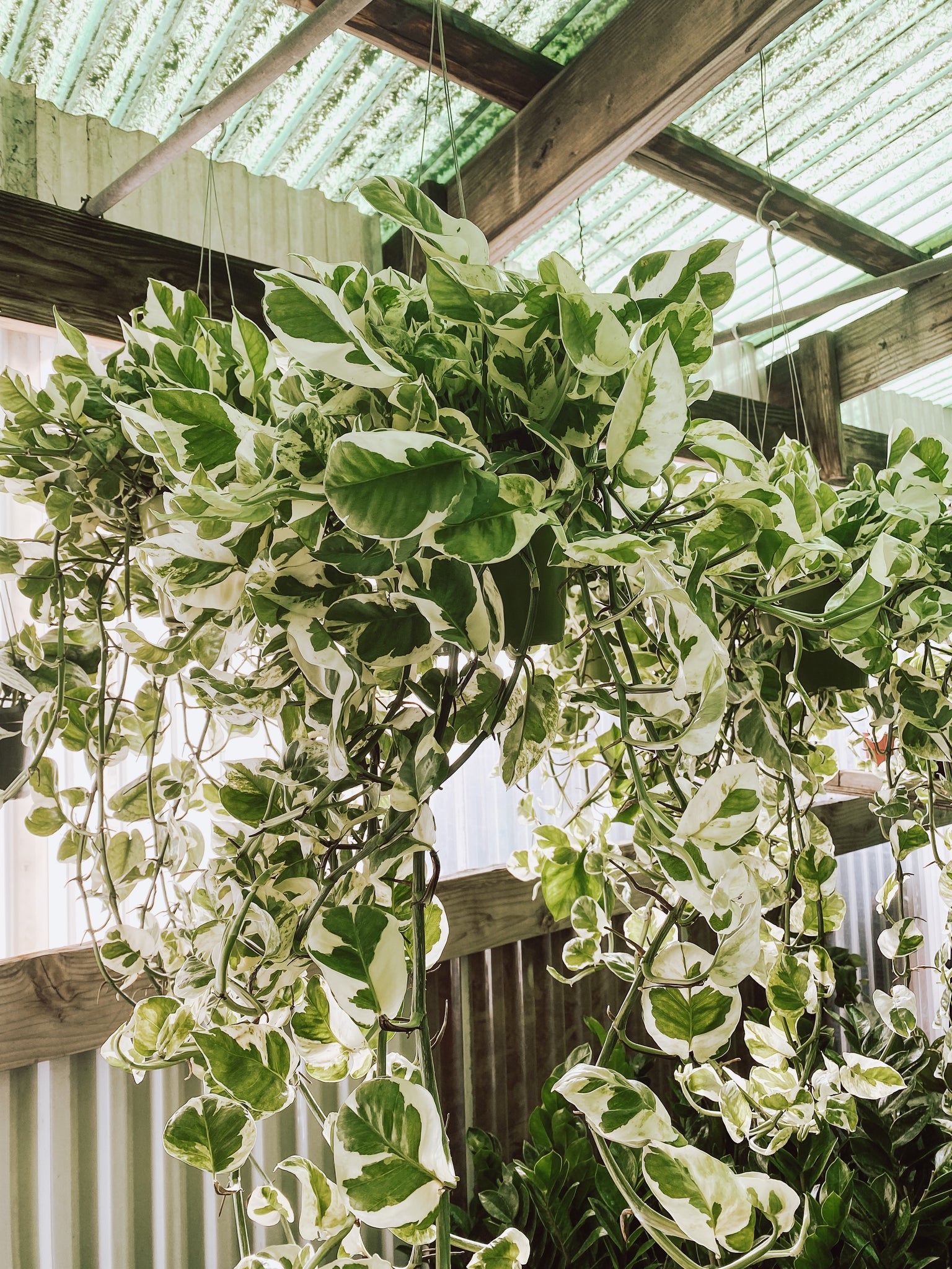 en joy pothos POTHOS N JOY ‘EPIPREMNUM AUREUM’
