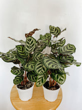 Load image into Gallery viewer, Calathea Makoyana Peacock Plant
