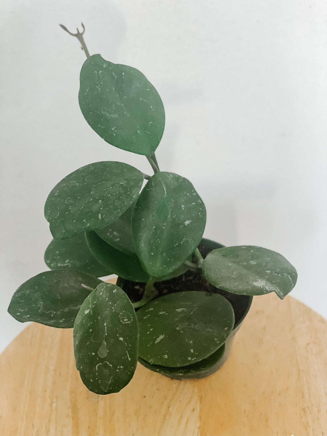 Hoya Obovata Splash