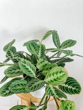 Load image into Gallery viewer, Maranta Leuconeura Lemon Lime
