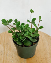 Load image into Gallery viewer, Peperomia Hope
