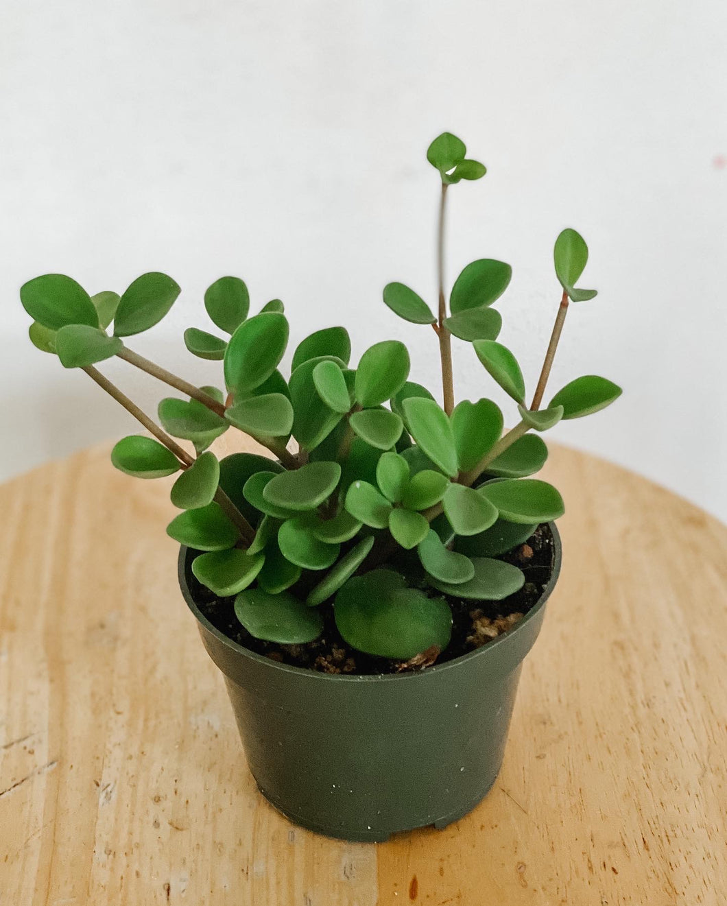 Peperomia Hope