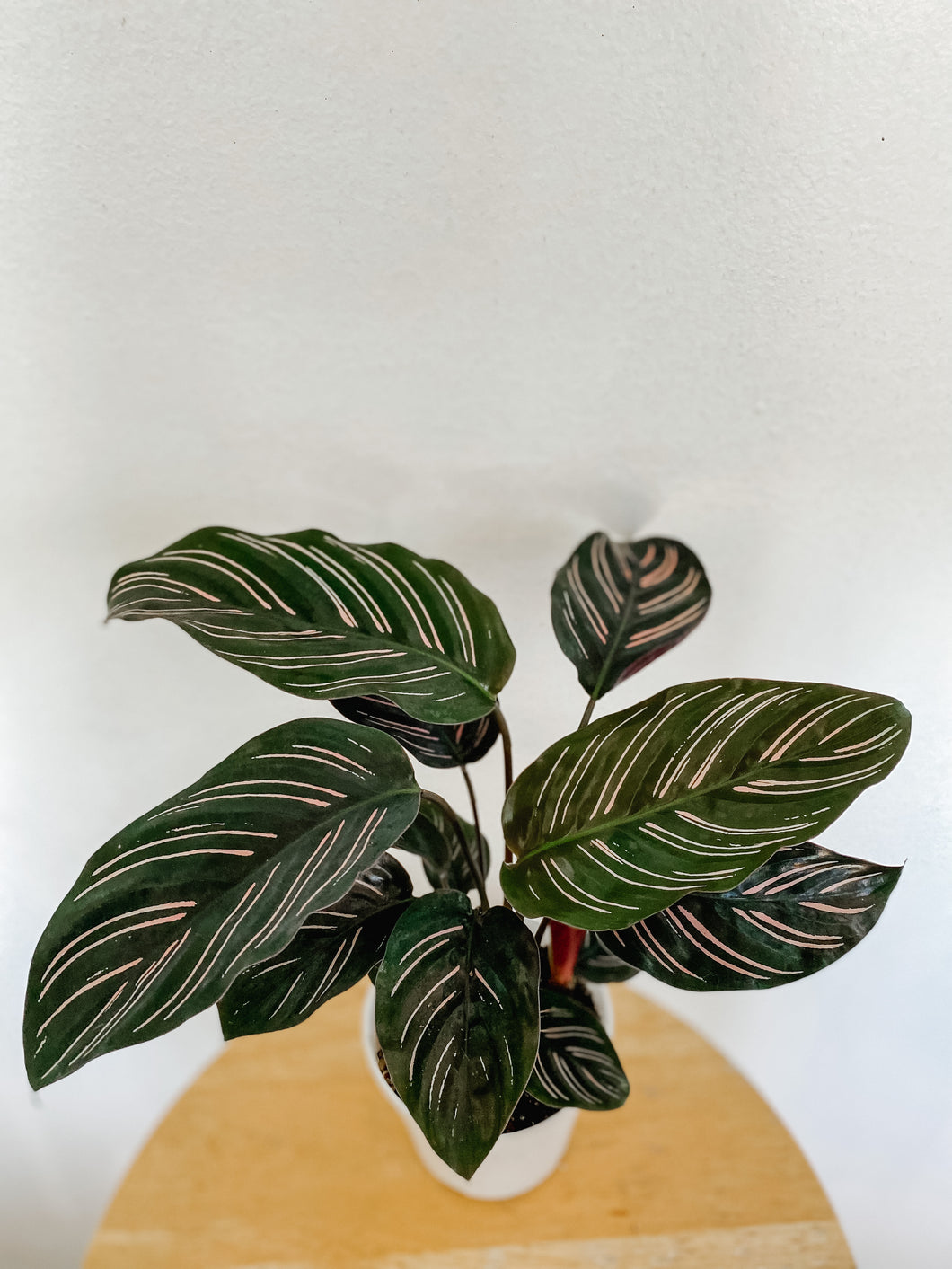 Calathea Ornata Pin Stripe