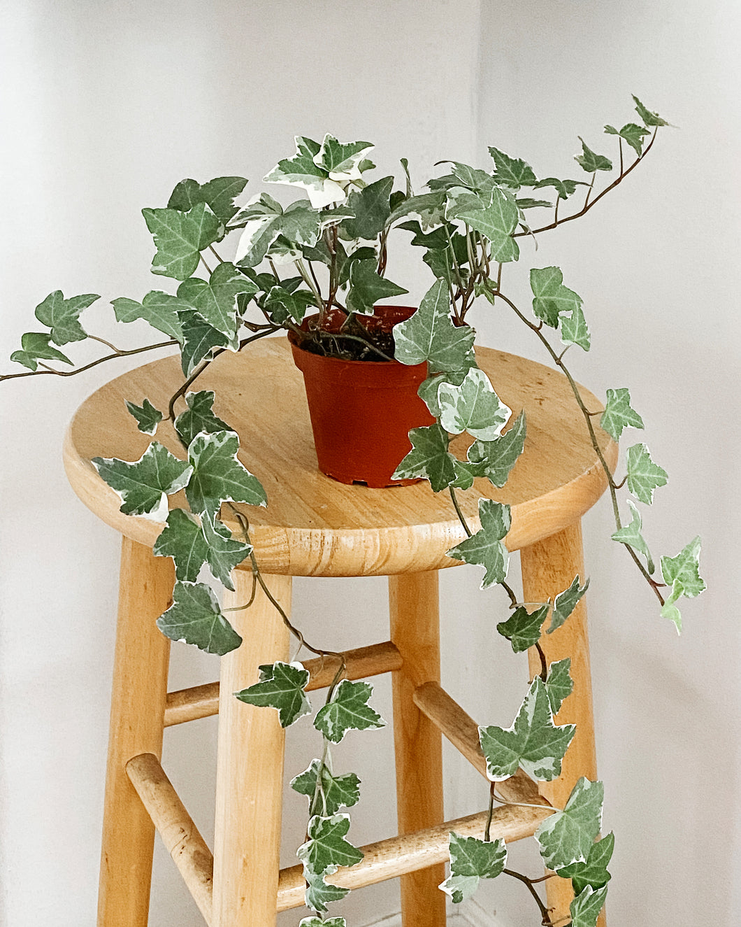 hedera helix indoor plant English Ivy Glacier – Emerald Houseplants
